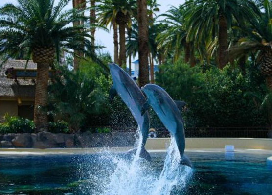 The Mirage - Dolphin Habitat