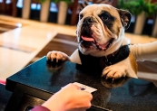 Vdara Hotel & Spa - dog friendly